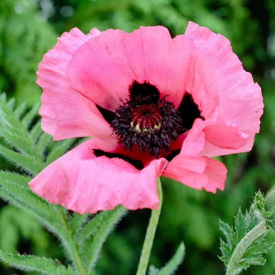 Poppy Plant - Raspberry Queen poppyraspqueen3 3