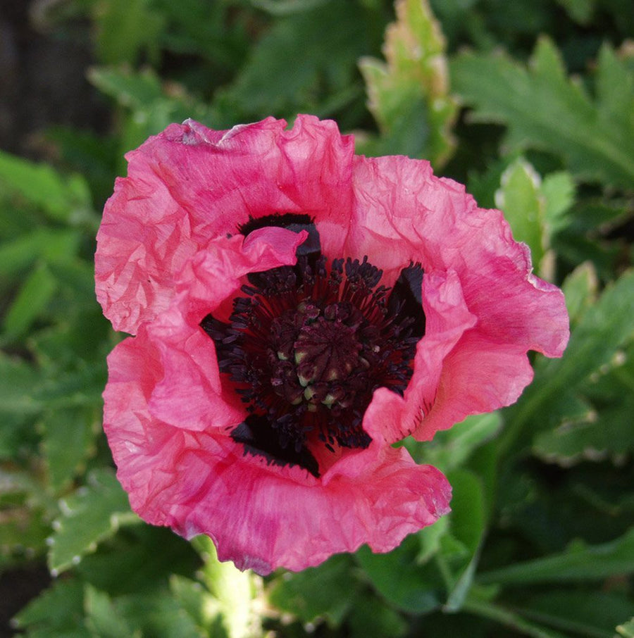 Poppy Plant - Raspberry Queen poppyraspqueen4 5