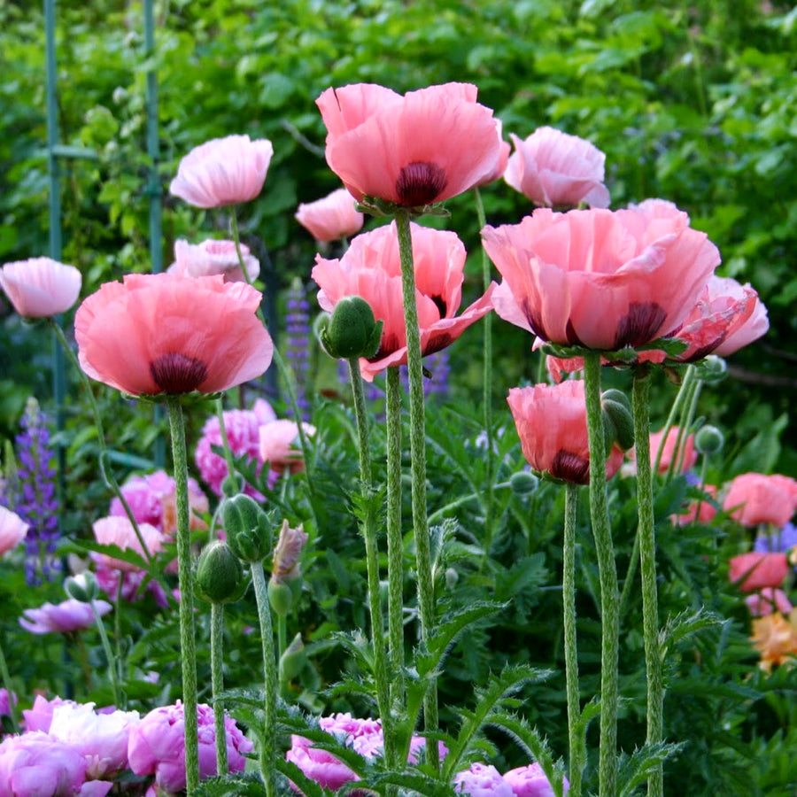 Poppy Plant - Raspberry Queen poppyraspqueen4 4