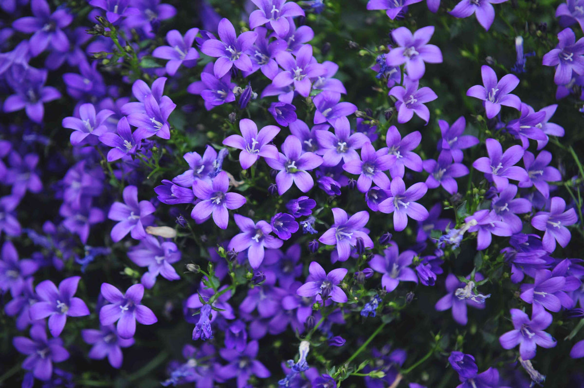 Campanula Bavarian Alpine Plant