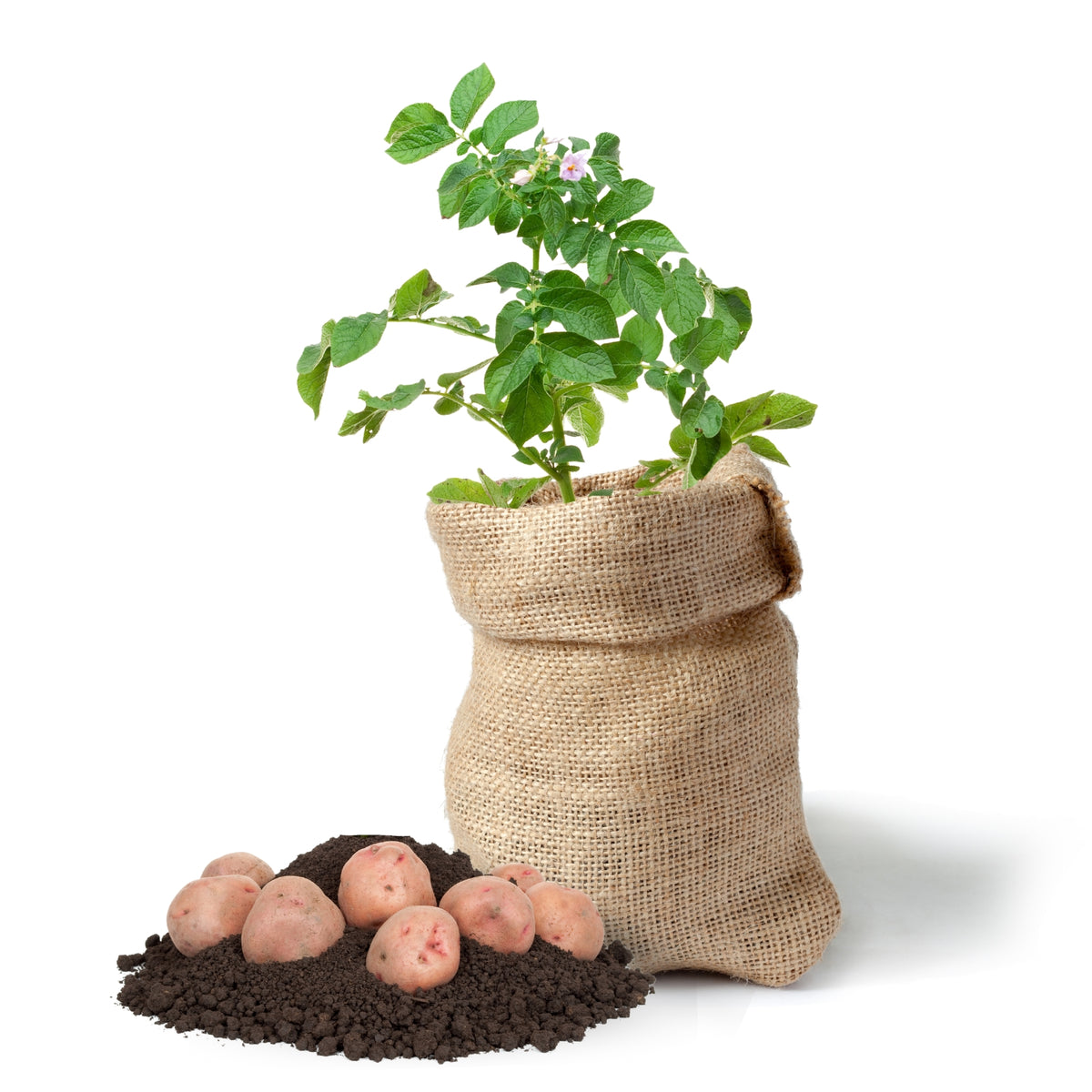 Potato Growing Kit  1