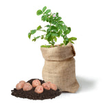Potato Growing Kit  1