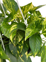 Scindapsus Aureus Golden Pothos Devil's Ivy  2