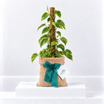 Pothos on Moss Pole Gift Wrapped  1