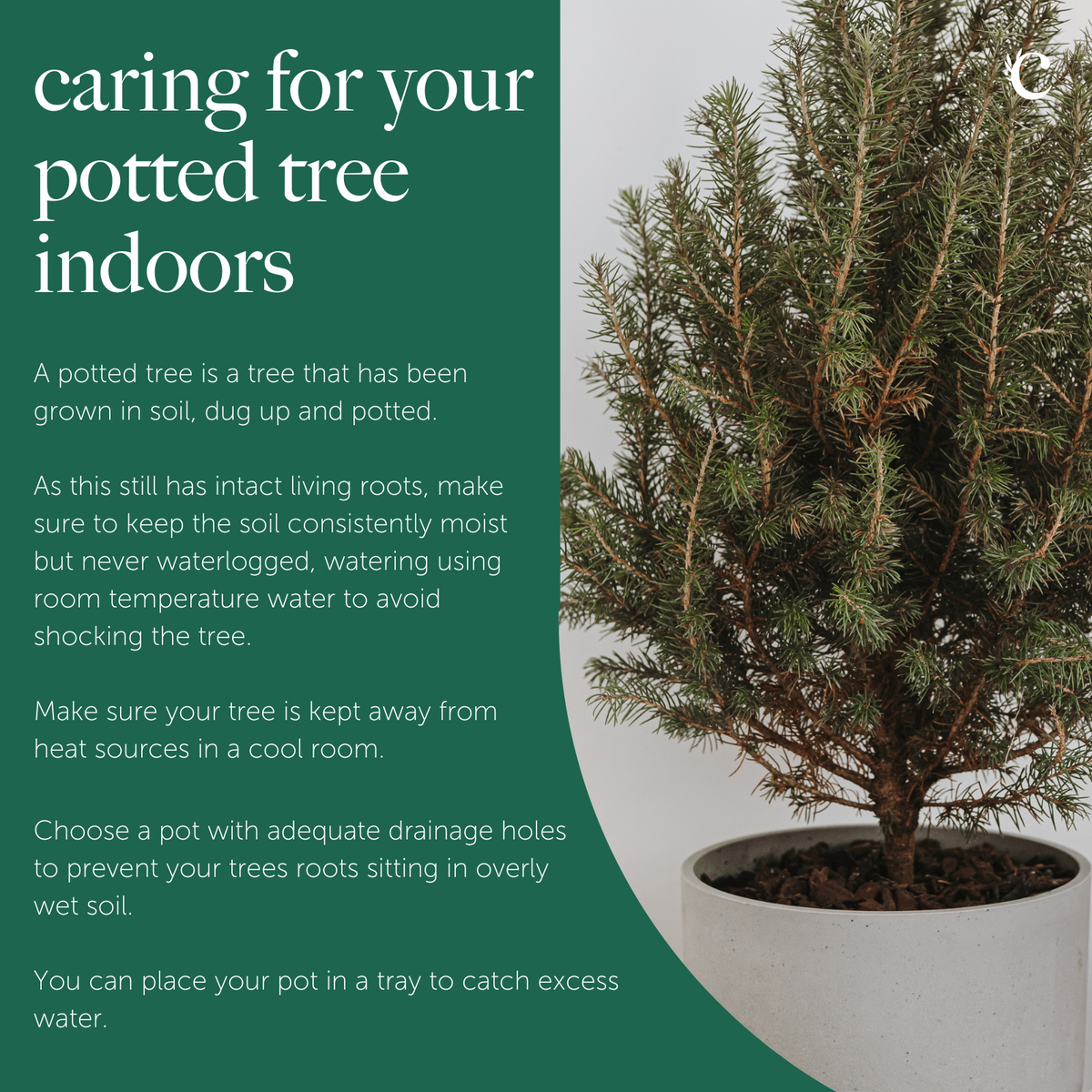 Serbian Spruce Potted Christmas Tree Informational graphic titled “Caring for your potted tree indoors,” showing a potted tree alongside text instructions on watering, drainage, and placement in a cool room. 7