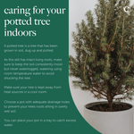Serbian Spruce Potted Christmas Tree Informational graphic titled “Caring for your potted tree indoors,” showing a potted tree alongside text instructions on watering, drainage, and placement in a cool room. 7