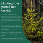 Serbian Spruce Potted Christmas Tree Informational graphic titled “Planting your potted tree outside,” showing a young tree in a forest with text guidance on transitioning it outdoors, soil requirements, watering, and fertilising. 8
