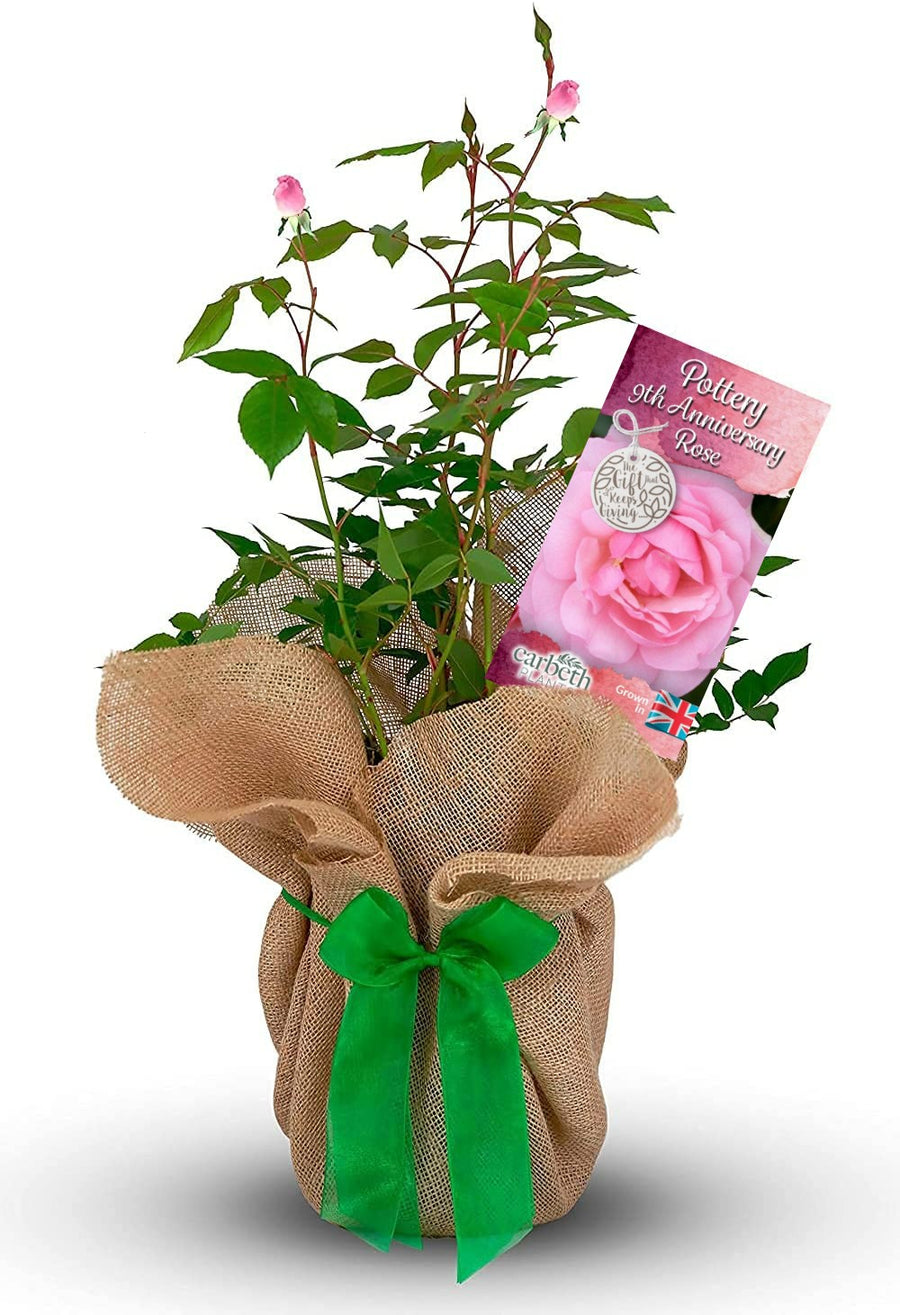 Pottery 9th Wedding Anniversary Rose Bush Gift Wrapped pottery9throse 1