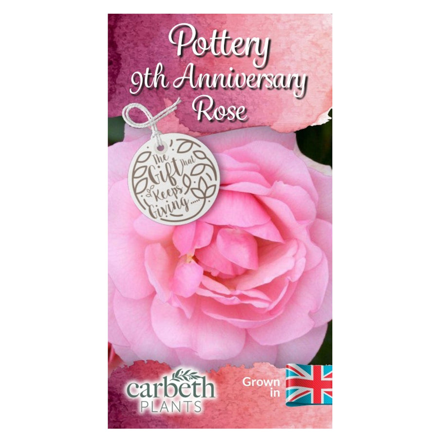 Pottery 9th Wedding Anniversary Rose Bush Gift Wrapped  3