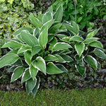 Hosta Praying Hands  7