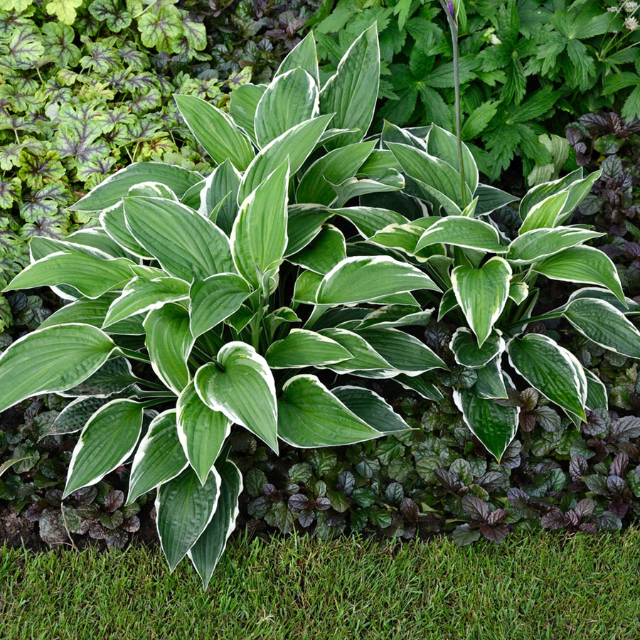 Hosta Praying Hands  7