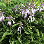 Hosta Praying Hands  8