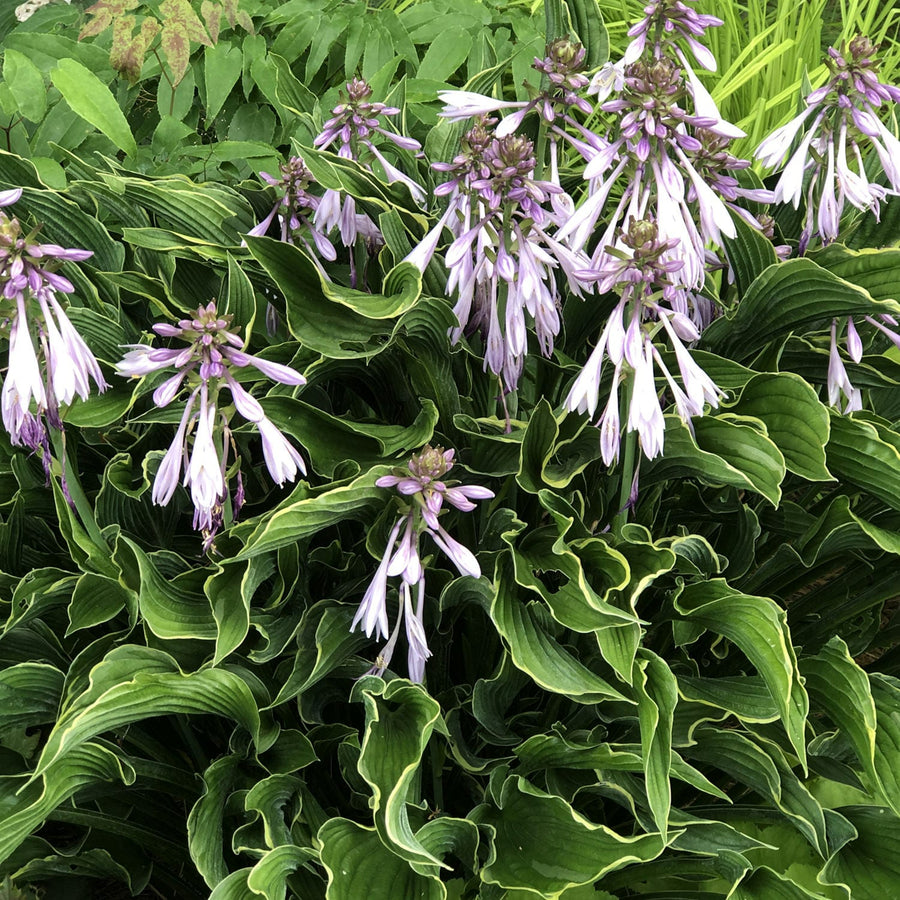 Hosta Praying Hands  8