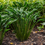 Hosta Praying Hands  9