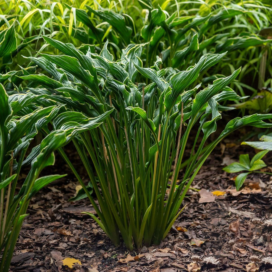 Hosta Praying Hands  9