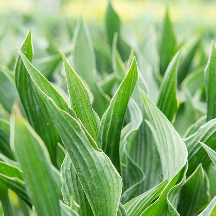 Hosta Praying Hands  1
