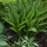 Hosta Praying Hands  1