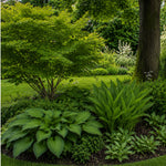 Hosta Praying Hands  2
