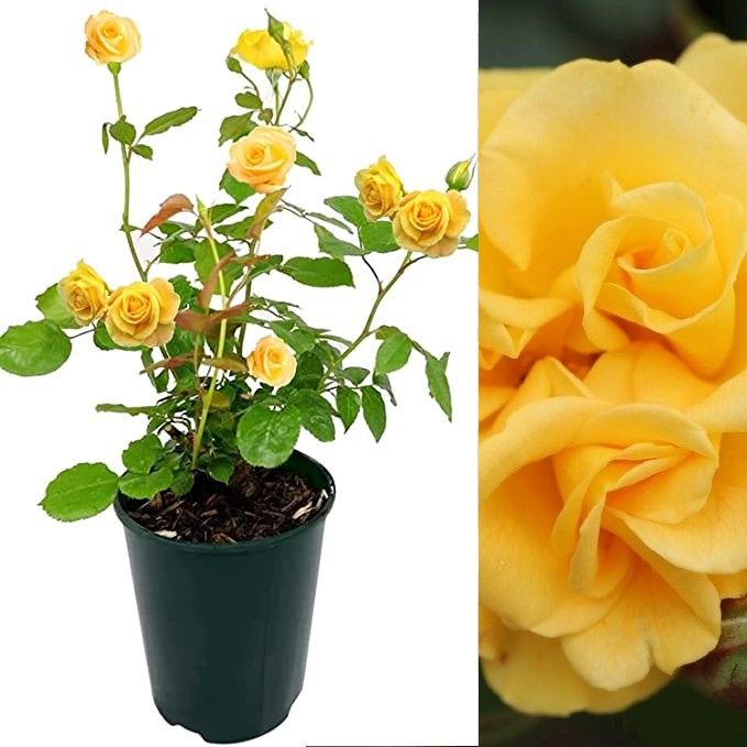 Yellow Rose Bush - Precious Gold preciousgold 2
