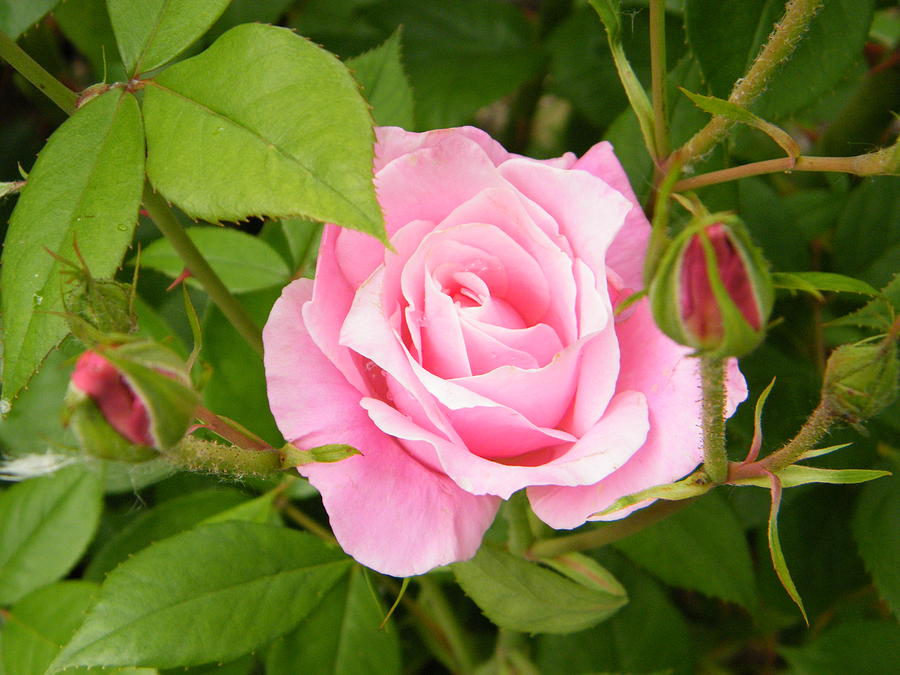 Happy 40th Birthday Rose Bush Gift Wrapped Happy 40th Birthday Rose Bush Gift Wrapped image3 3