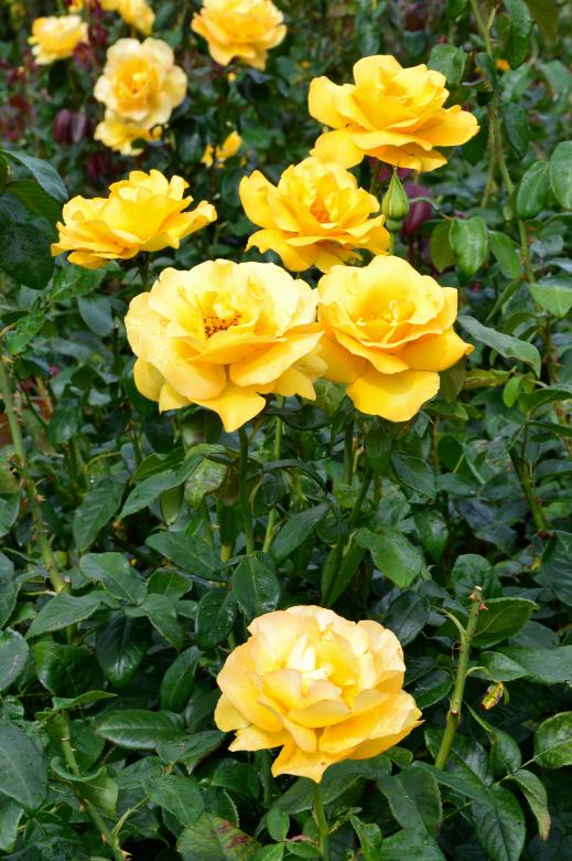 Yellow Rose Bush - Keep Smiling preview16 3