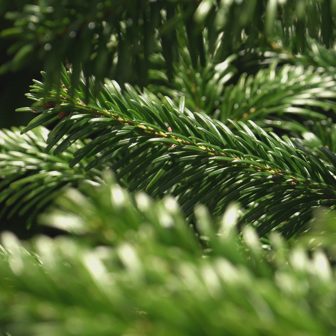 Nordmann Fir Pot Grown Christmas Tree