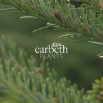 Norway Spruce Pot Grown Christmas Tree  2