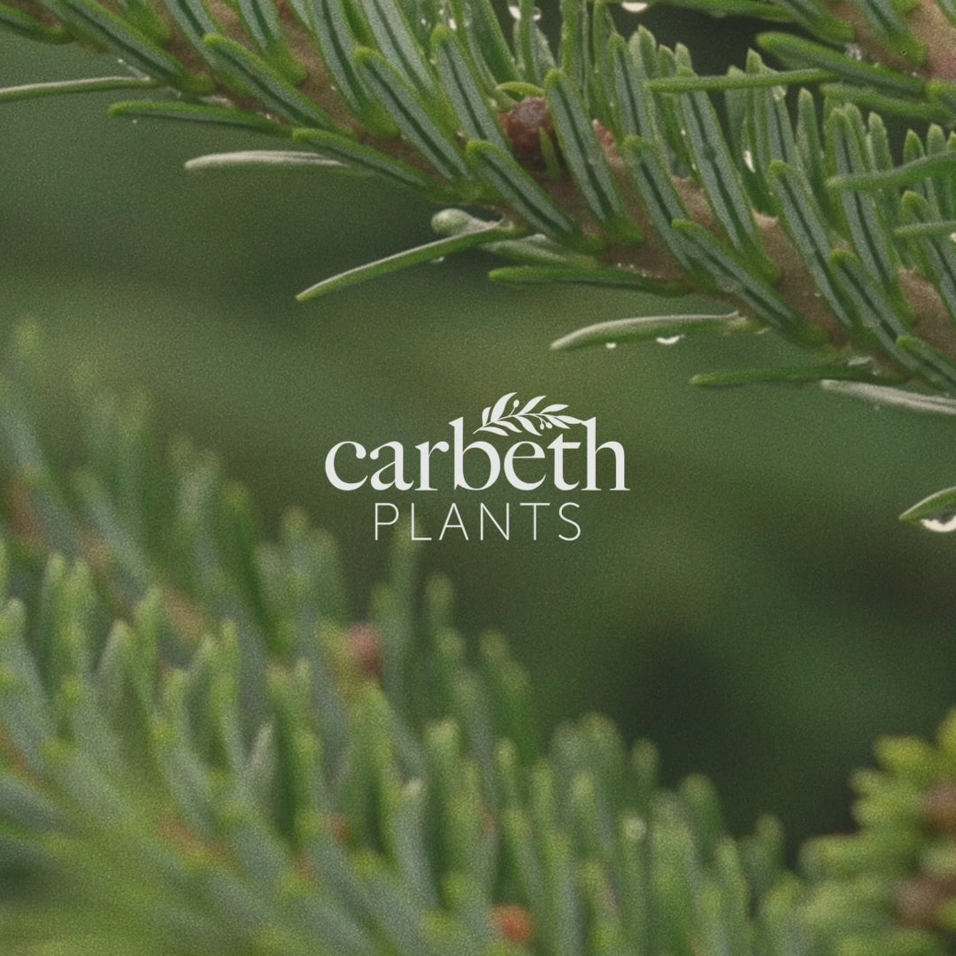 Norway Spruce Pot Grown Christmas Tree