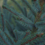 Blue Spruce Pot Grown Christmas Tree  2