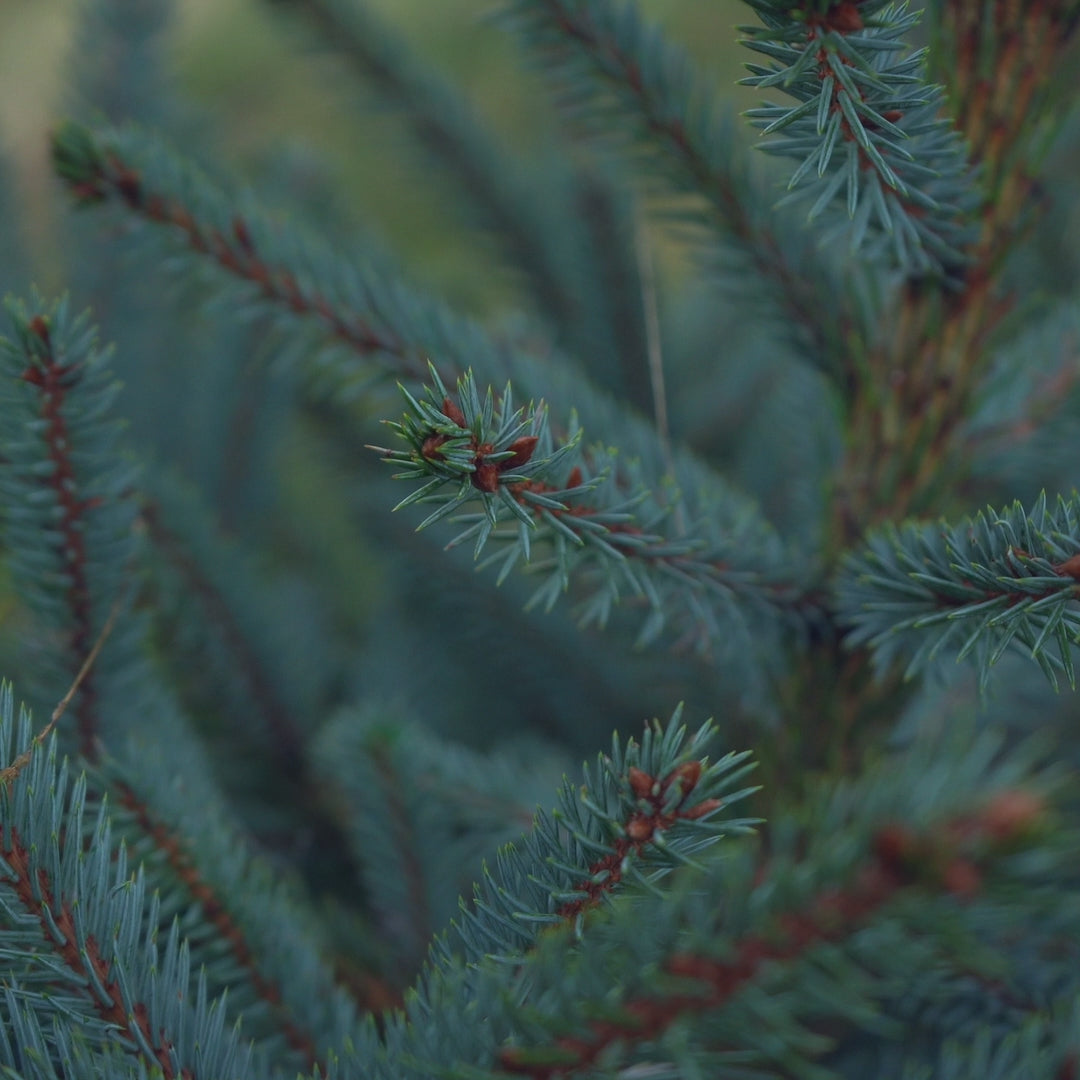 Blue Spruce Pot Grown Christmas Tree