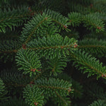 Fraser Fir Pot Grown Christmas Tree  2