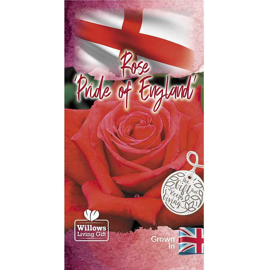 Red Rose Bush - Pride of England prideofengland 3