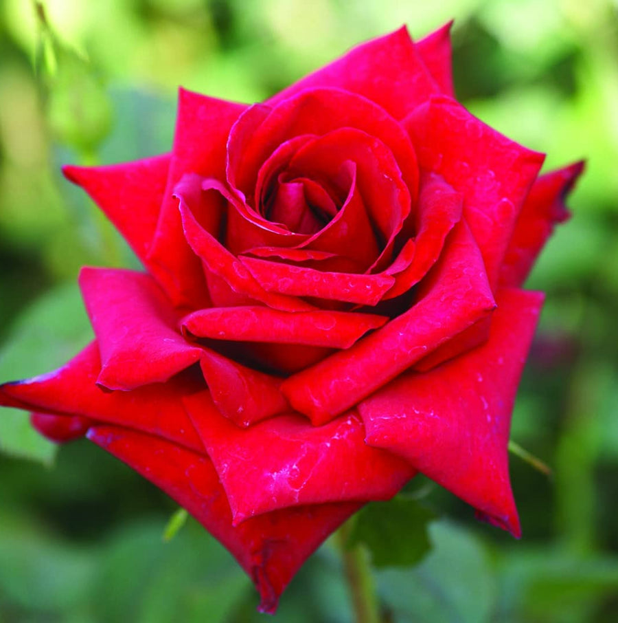 Red Rose Bush - Pride of England prideofengland1 4