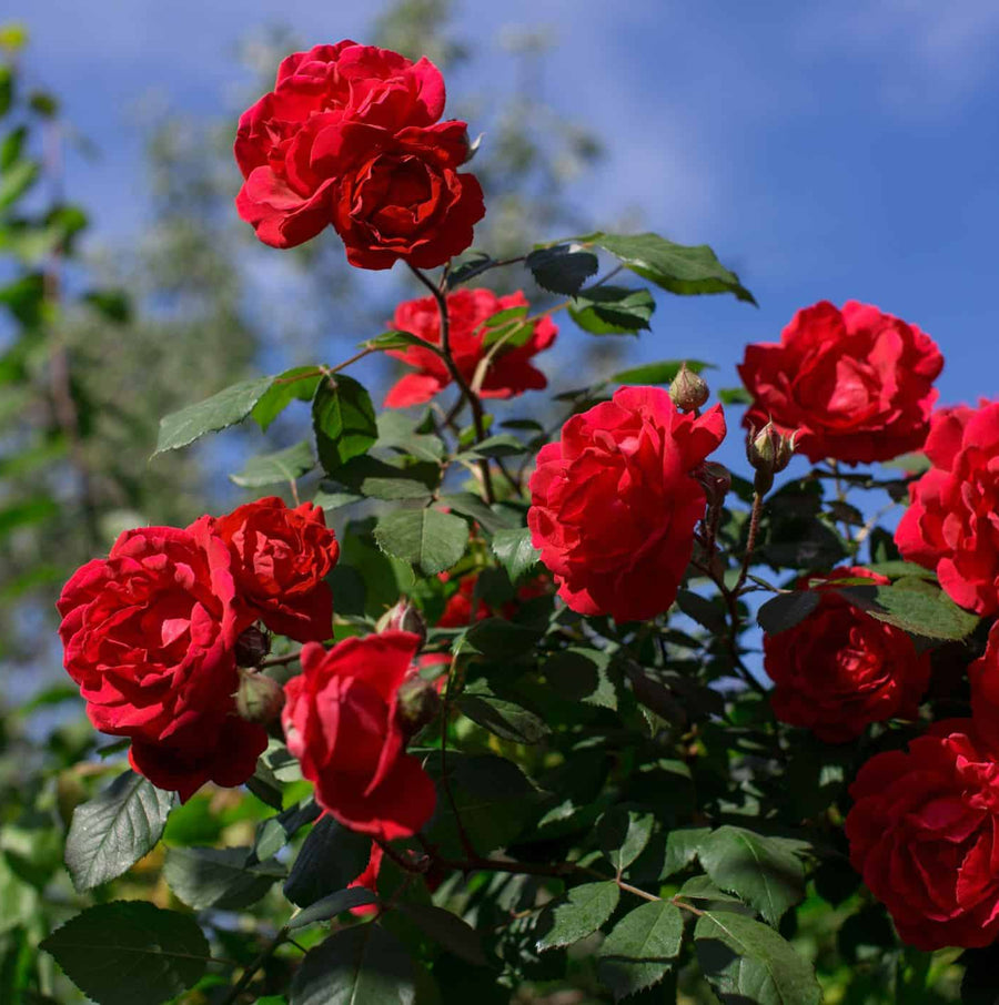 Red Rose Bush - Pride of England prideofengland2 5