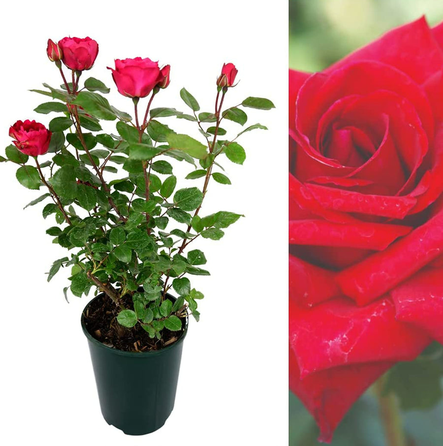 Red Rose Bush - Pride of England prideofengland4 2