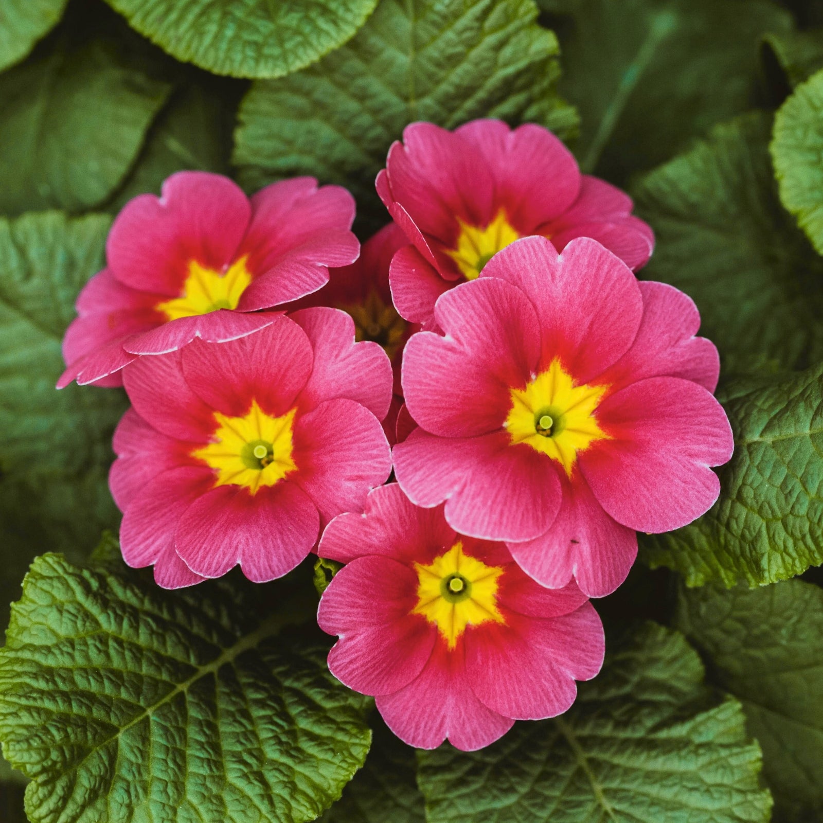 primrose