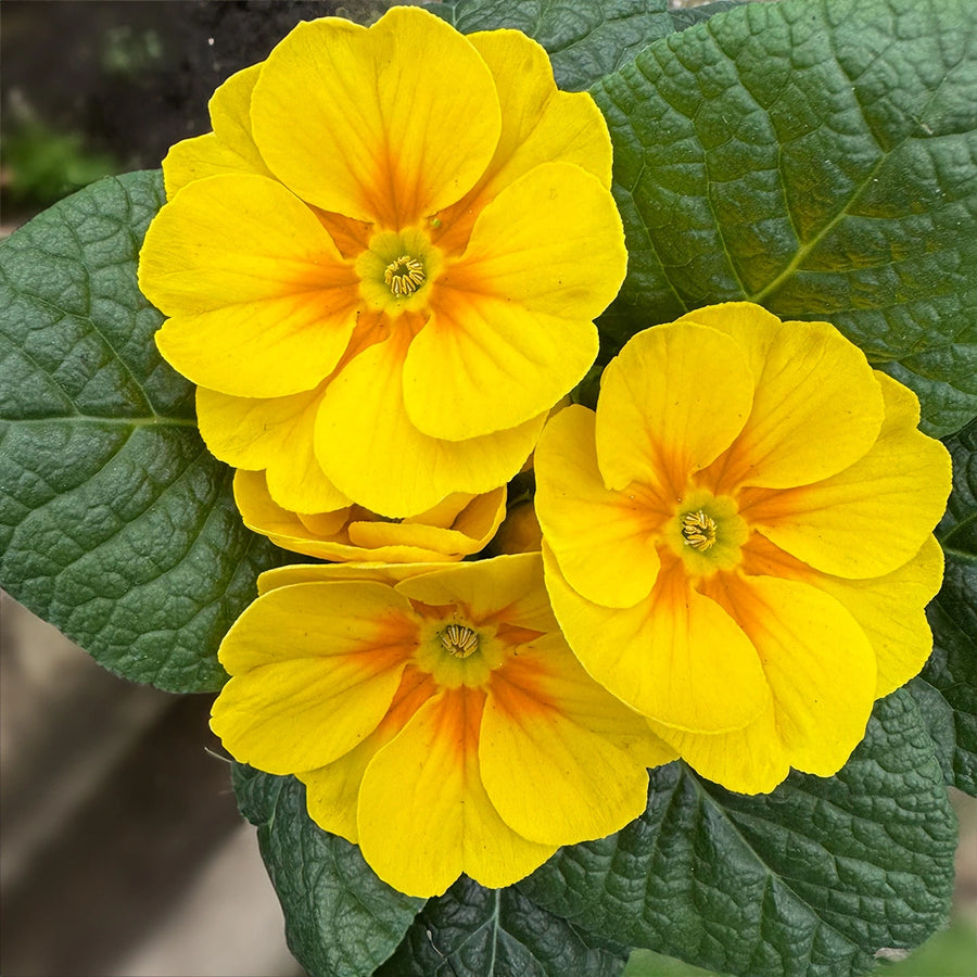 Primrose Bedding Plants  2