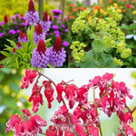 Prumela, Alchemilla & Dicentra Bare Root Mix  1