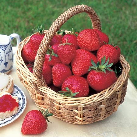 Strawberry Bare Root Plants product_7356_large_e9c44791-af73-4296-b91b-4bee751ecef1_720x 6