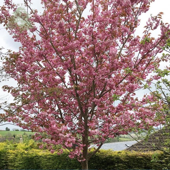 Prunus Serrulata 'Kanzan' Cherry Blossom Tree Prunus Serrulata 'Kanzan' Cherry Blossom Tree image4 4