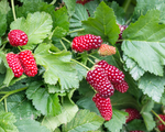 Loganberry Fruit Plant  2