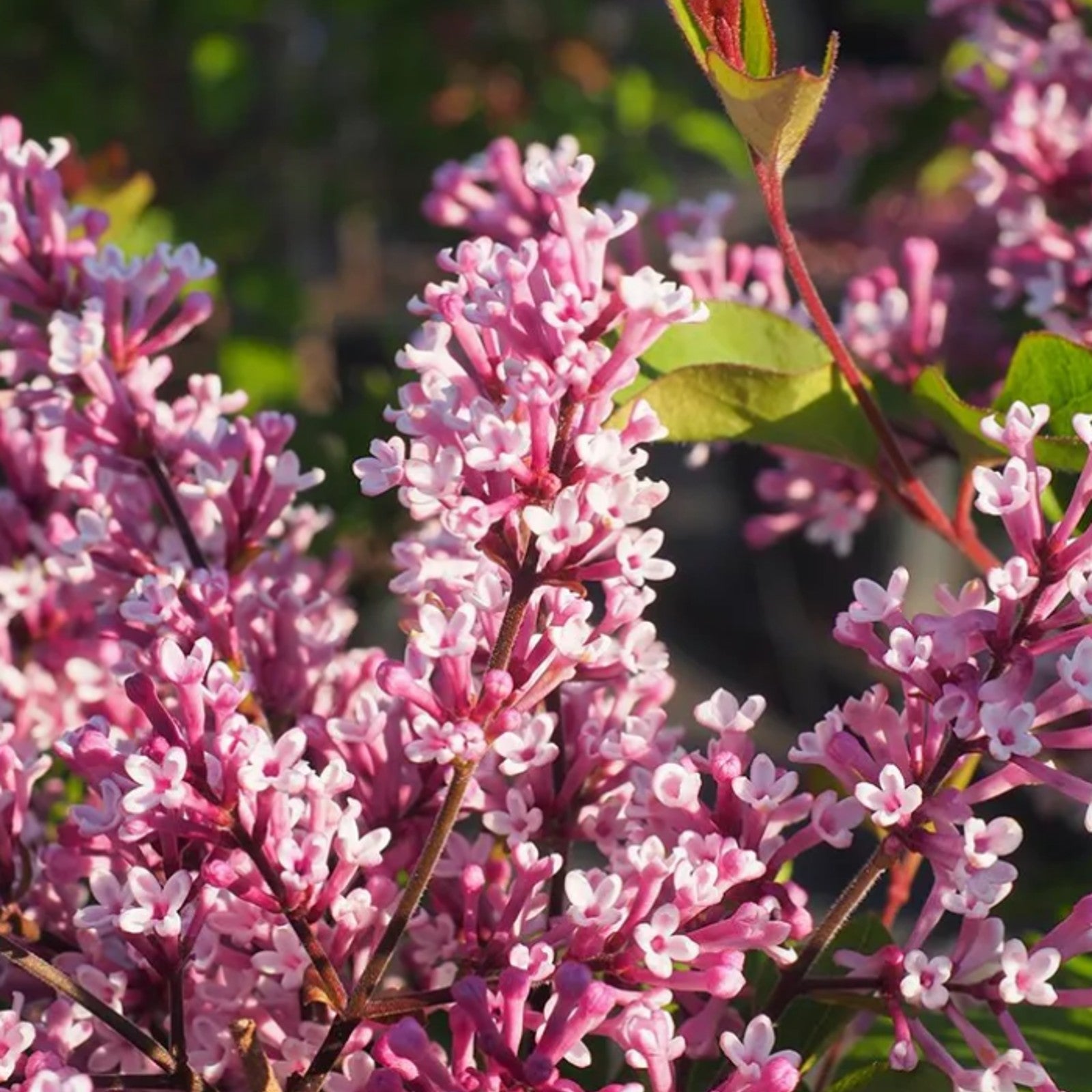 Purple Syringa Flowerfesta - Dwarf Korean Scented Lilac Tree