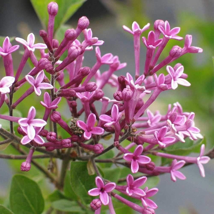 Purple Syringa Flowerfesta - Dwarf Korean Scented Lilac Tree Purple Syringa Flowerfesta - Dwarf Korean Scented Lilac Tree image3 3