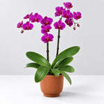 The Experts Plant Collection - Persian Shield, Purple Orchid and Boston Fern  5