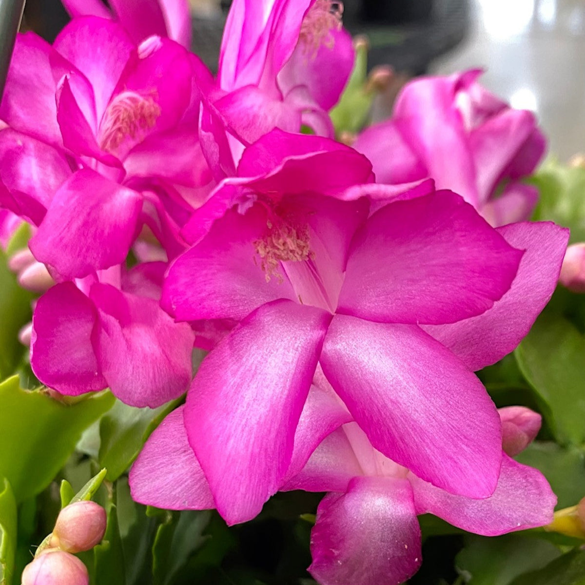 Christmas Cactus Purple Flowers  2