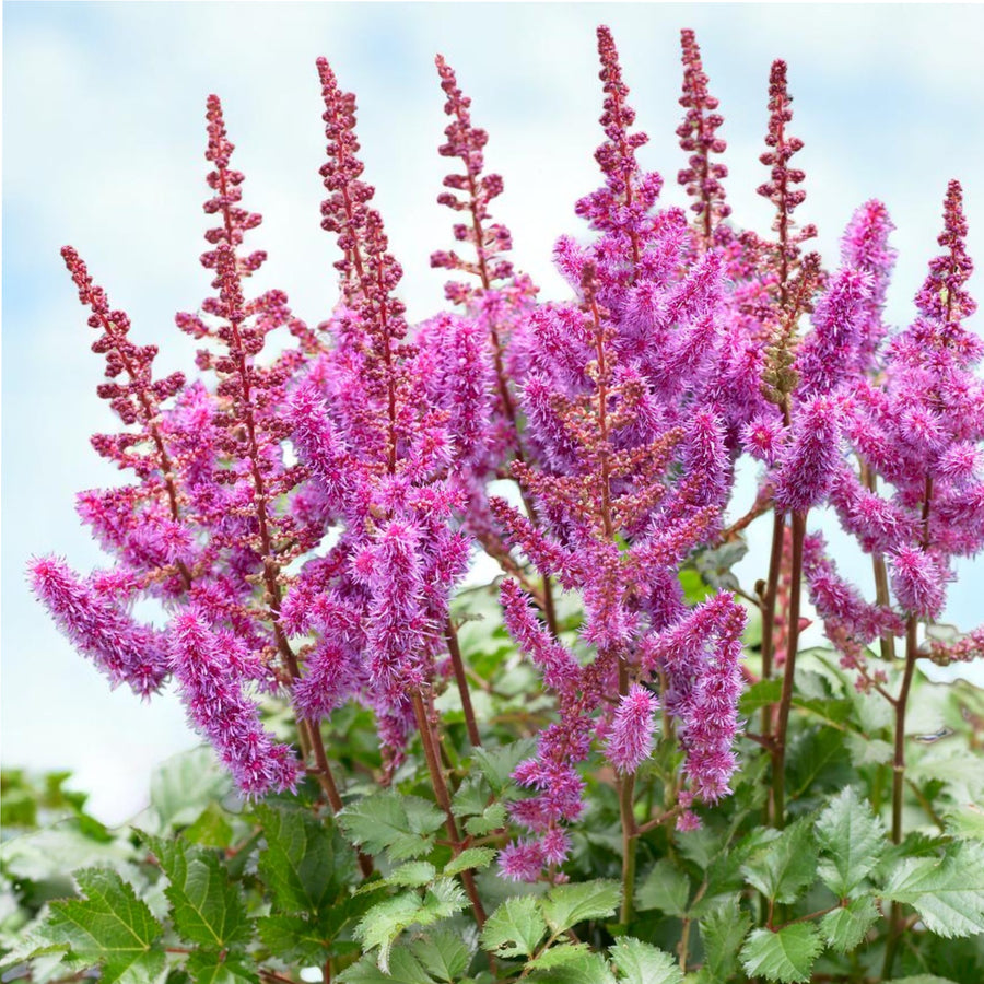 Astilbe Purple Glory Bare Roots  1