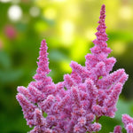 Astilbe Purple Glory Bare Roots  4