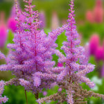 Astilbe Purple Glory Bare Roots  2