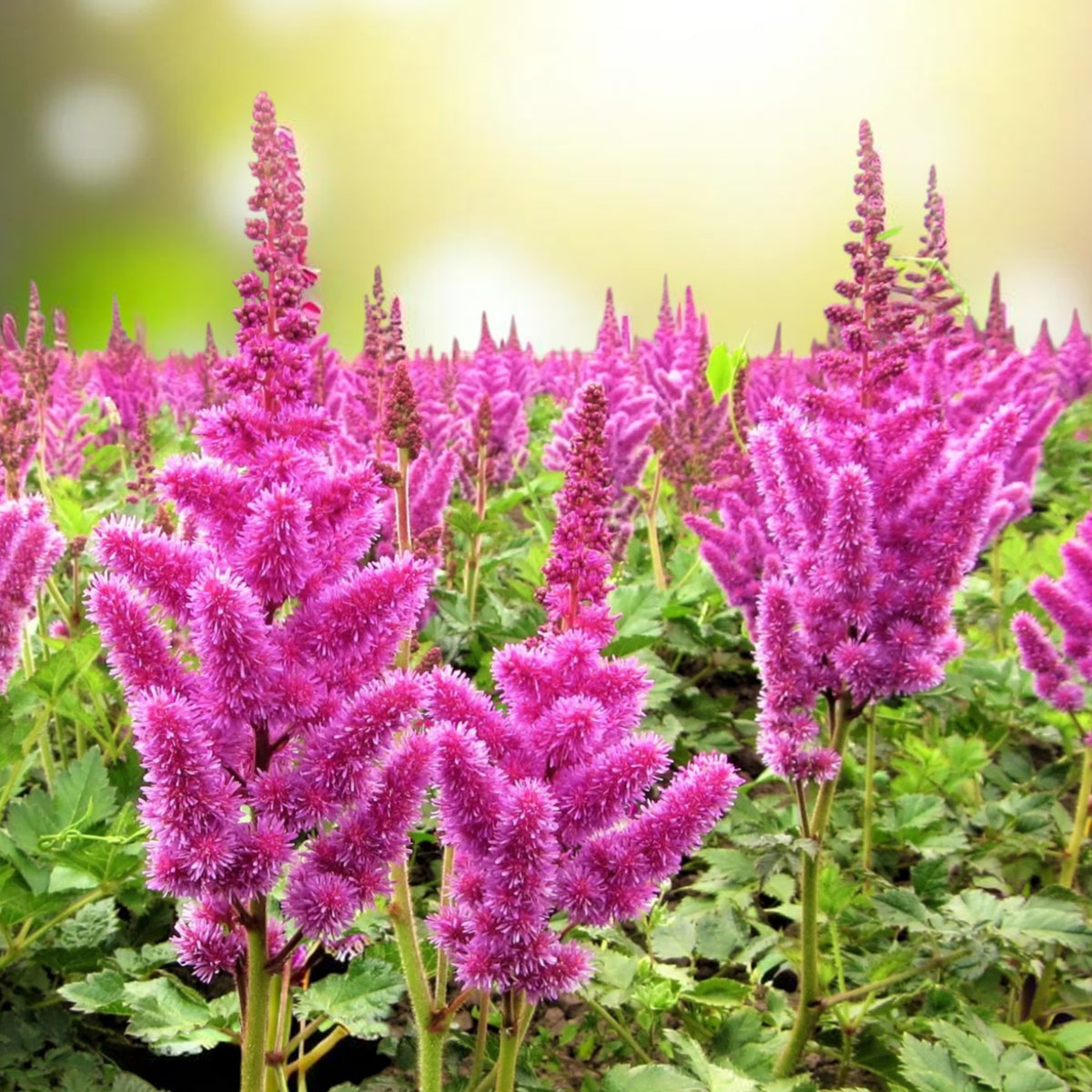 Astilbe Purple Glory Bare Roots  3