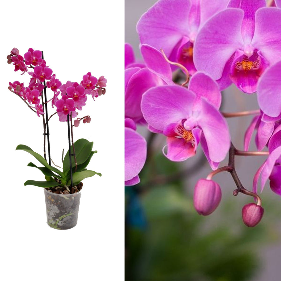 Purple Orchid Plant purplemultiflora 2